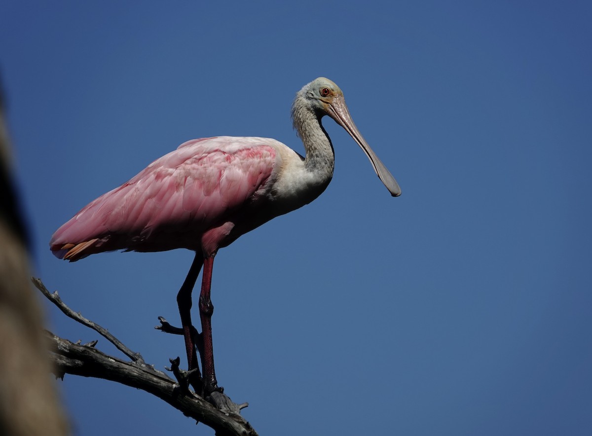 Roseate Spoonbill - ML642557852