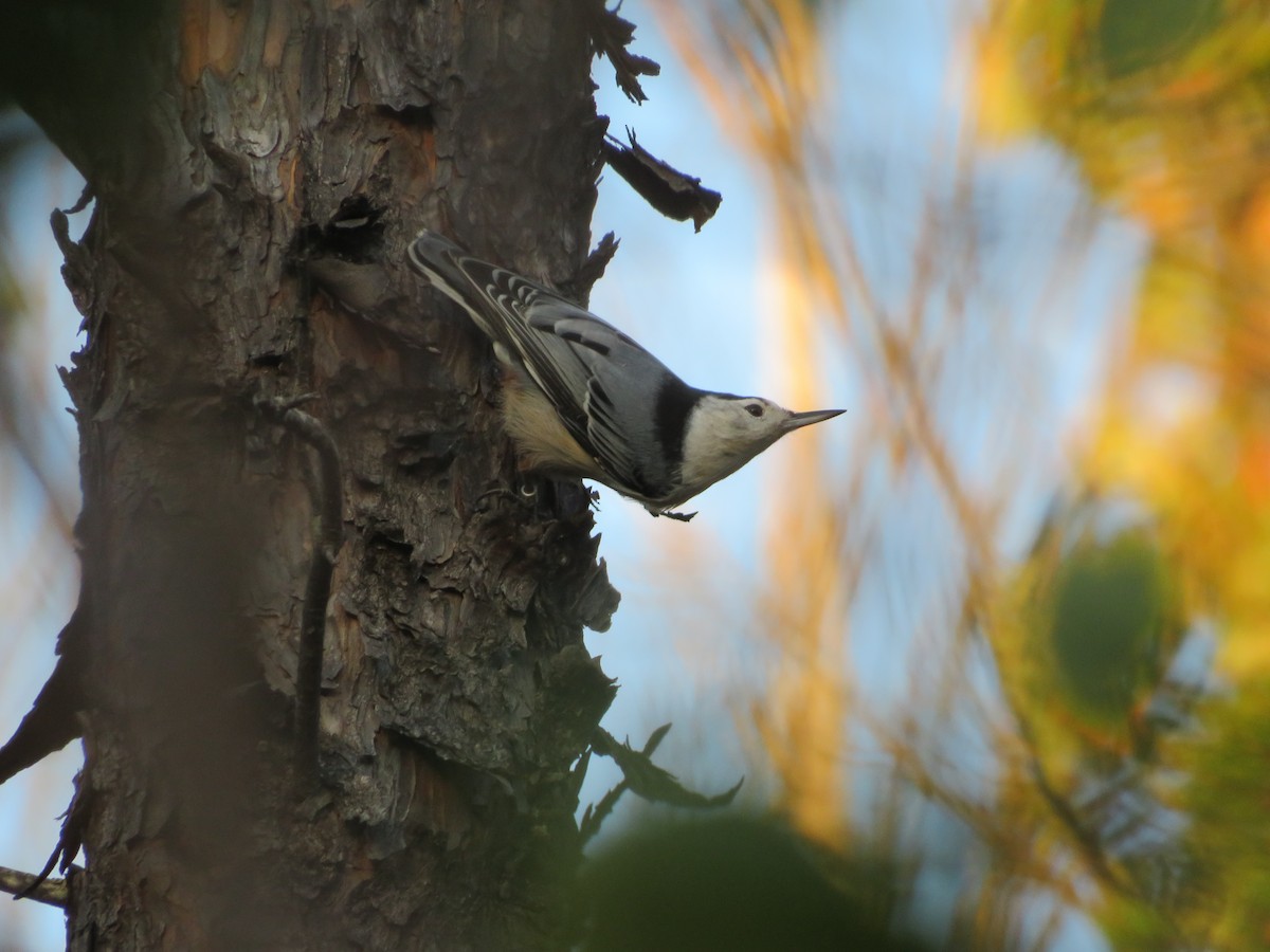 White-breasted Nuthatch - ML642557859