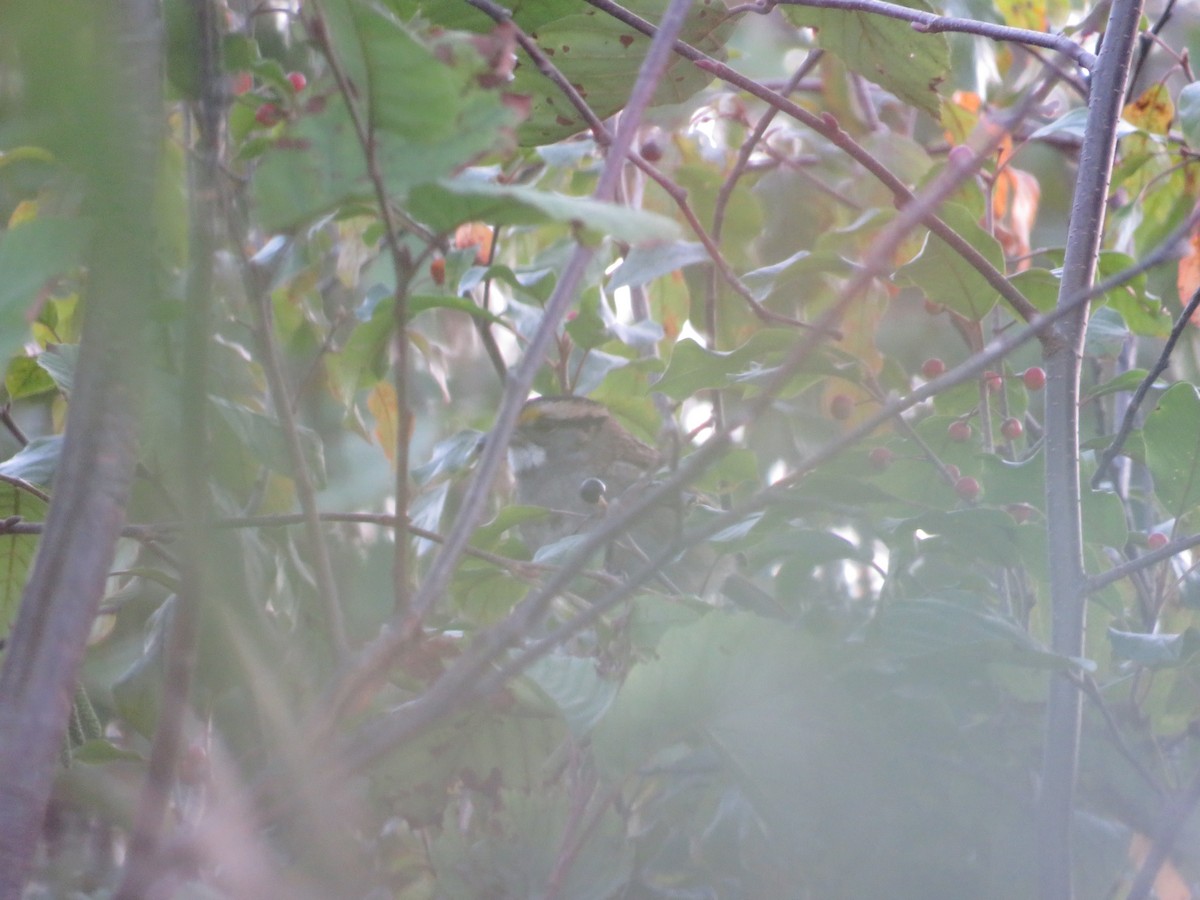 White-throated Sparrow - ML642557867