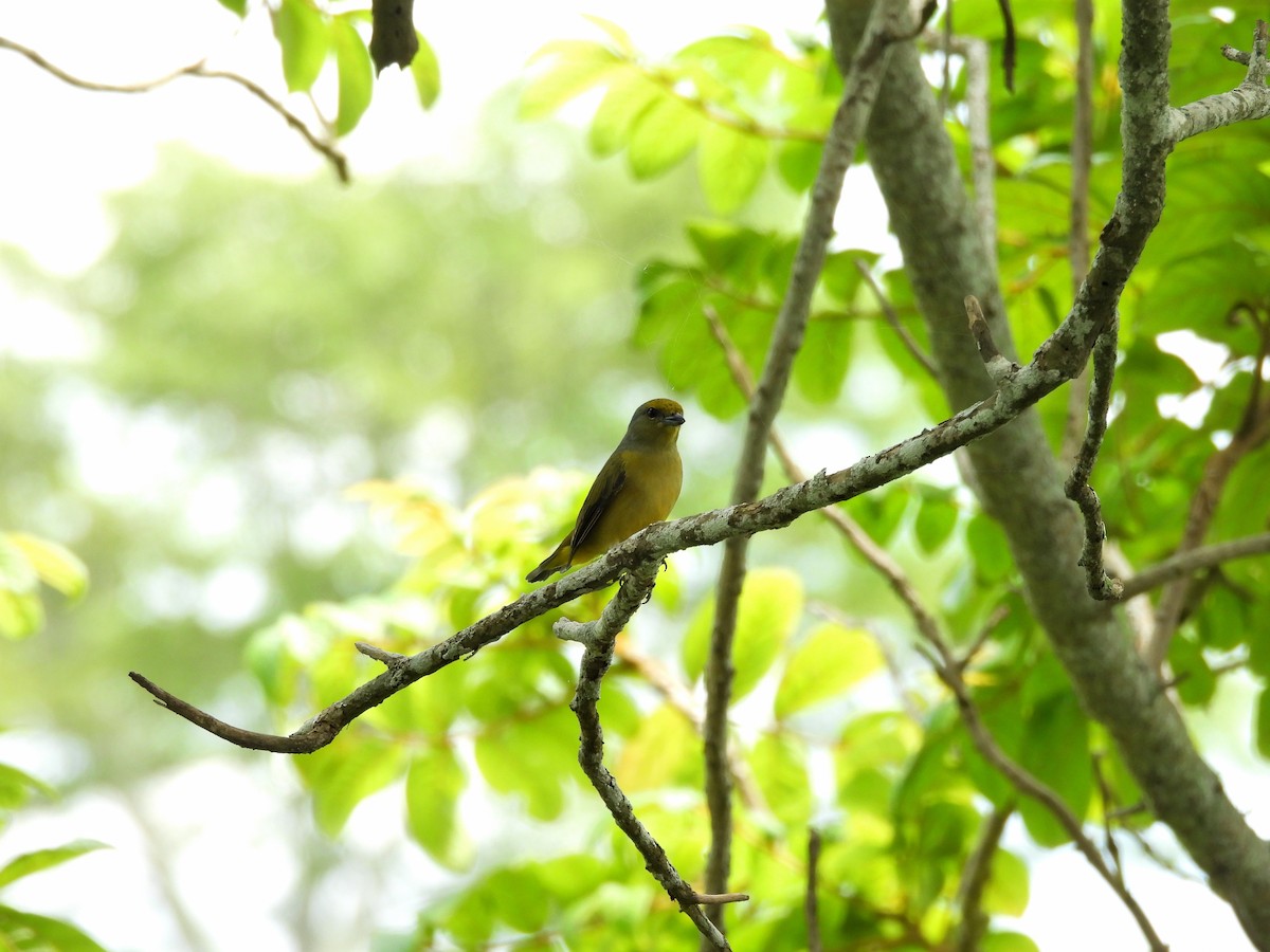 Scrub Euphonia - ML642557890