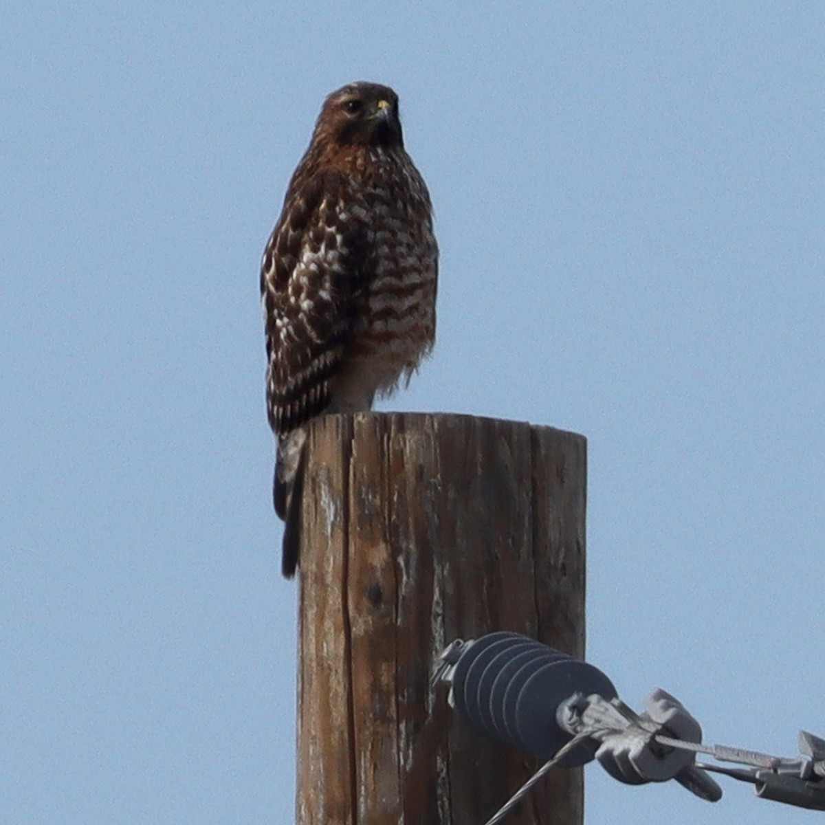 Red-shouldered Hawk - ML642557902