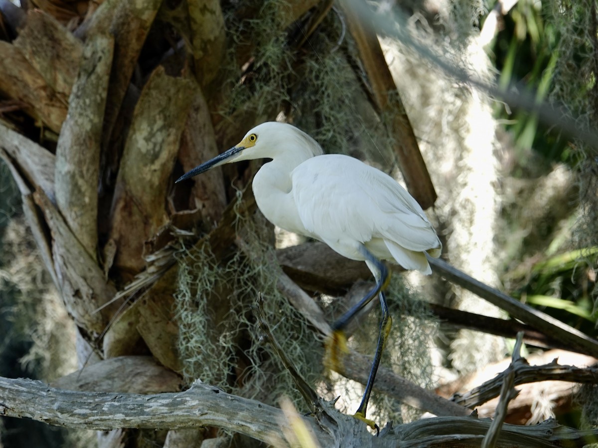 Snowy Egret - ML642557909