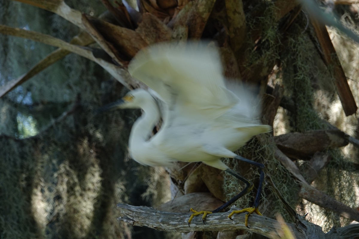 Snowy Egret - ML642557912