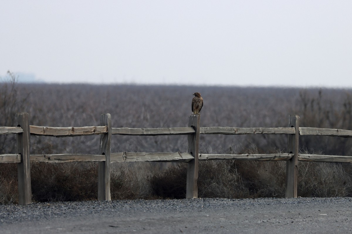 Red-shouldered Hawk - ML642557919