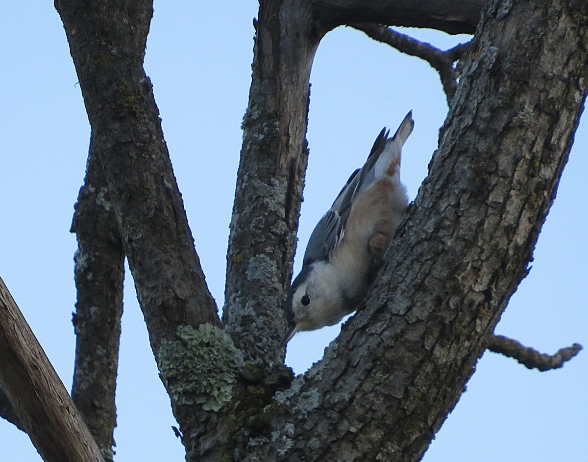 White-breasted Nuthatch - ML642557950
