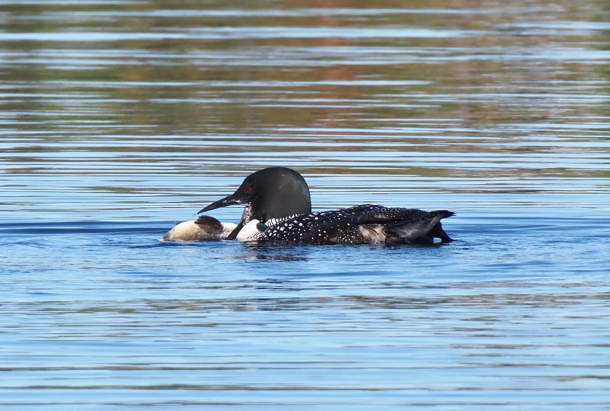 potáplice lední - ML642557951