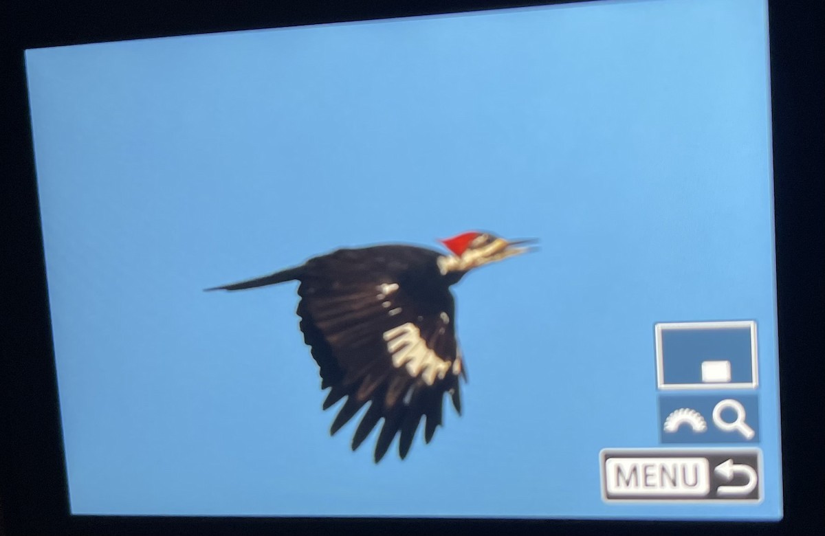 Pileated Woodpecker - ML642557952
