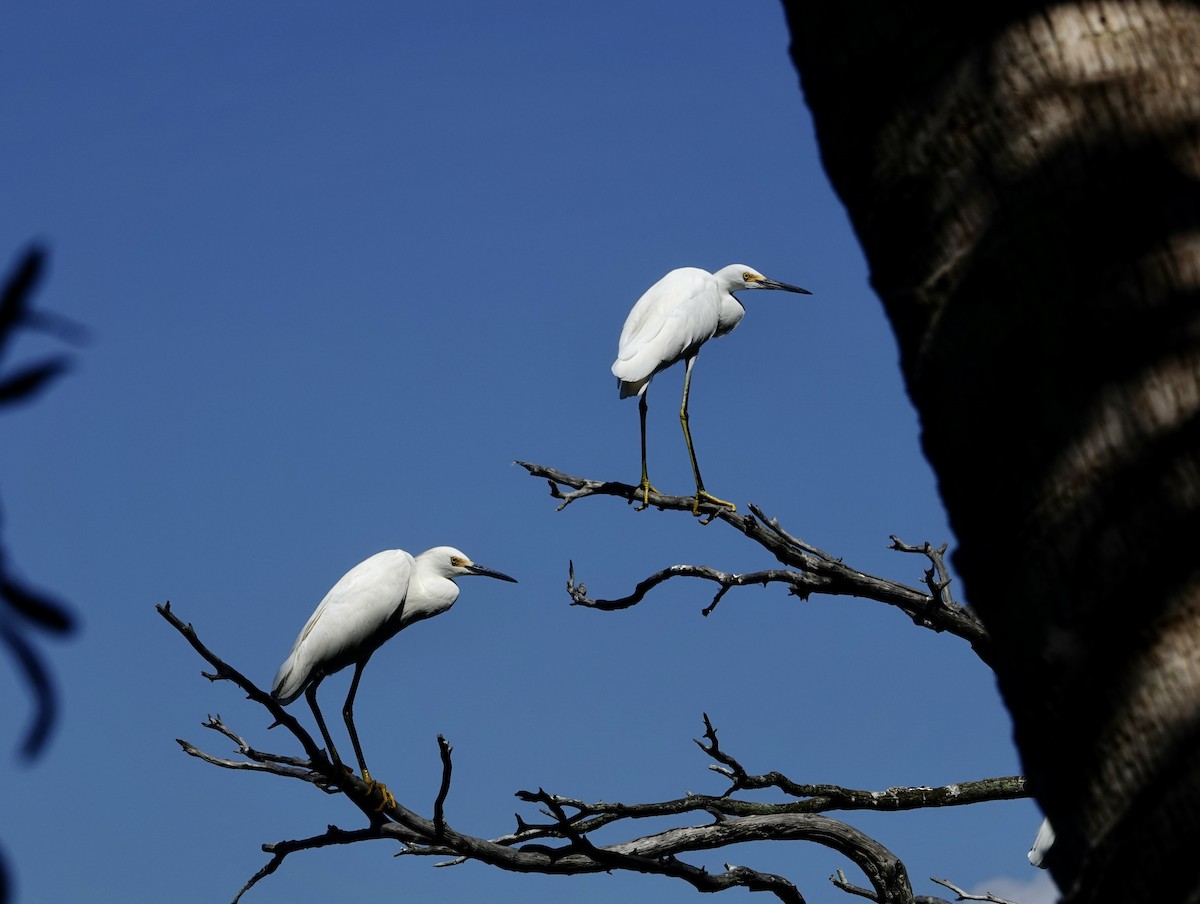 Snowy Egret - ML642557953