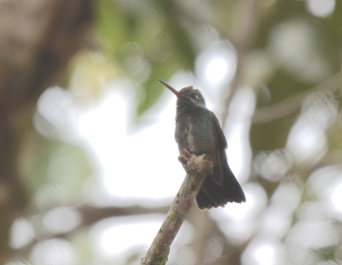 White-chinned Sapphire - ML642557961