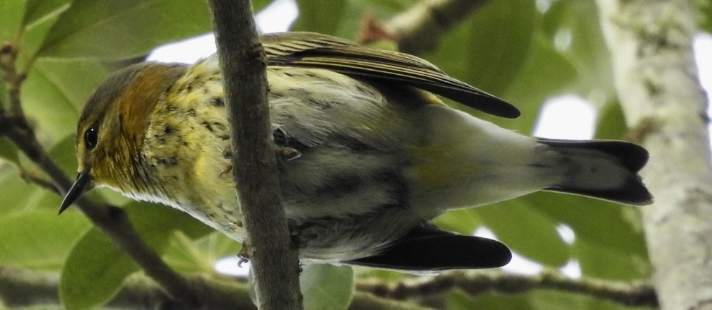 Cape May Warbler - ML642557964