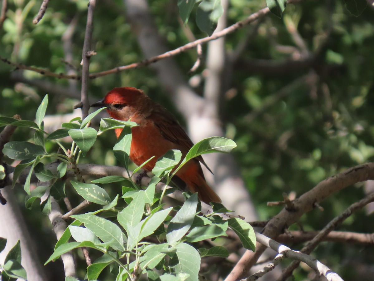 Hepatic Tanager - ML642557976