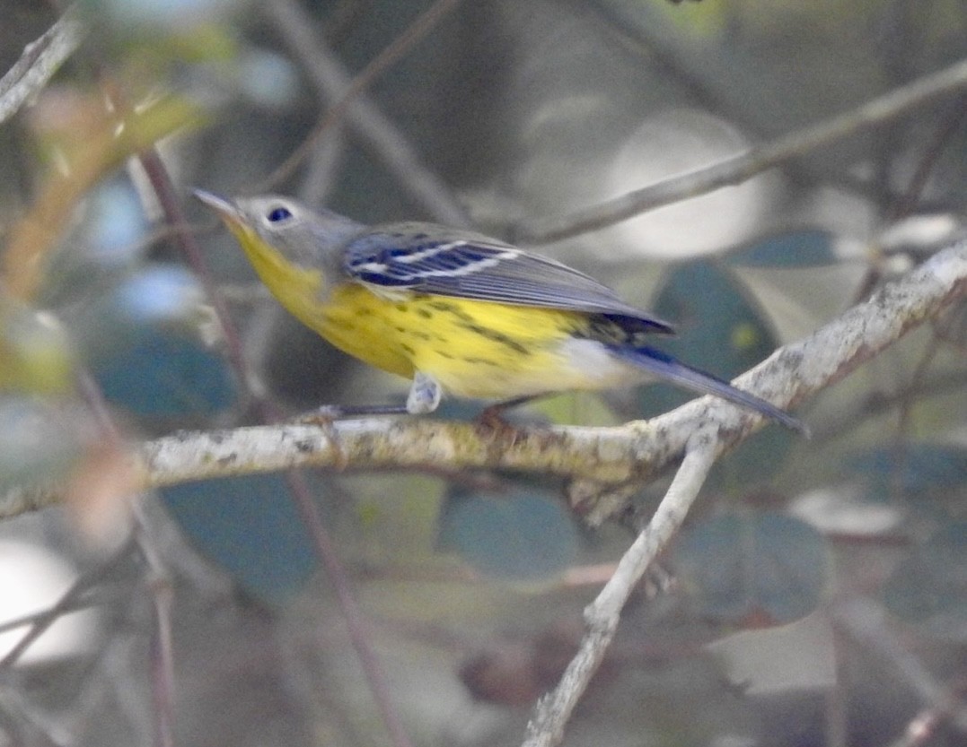 Magnolia Warbler - ML642557982