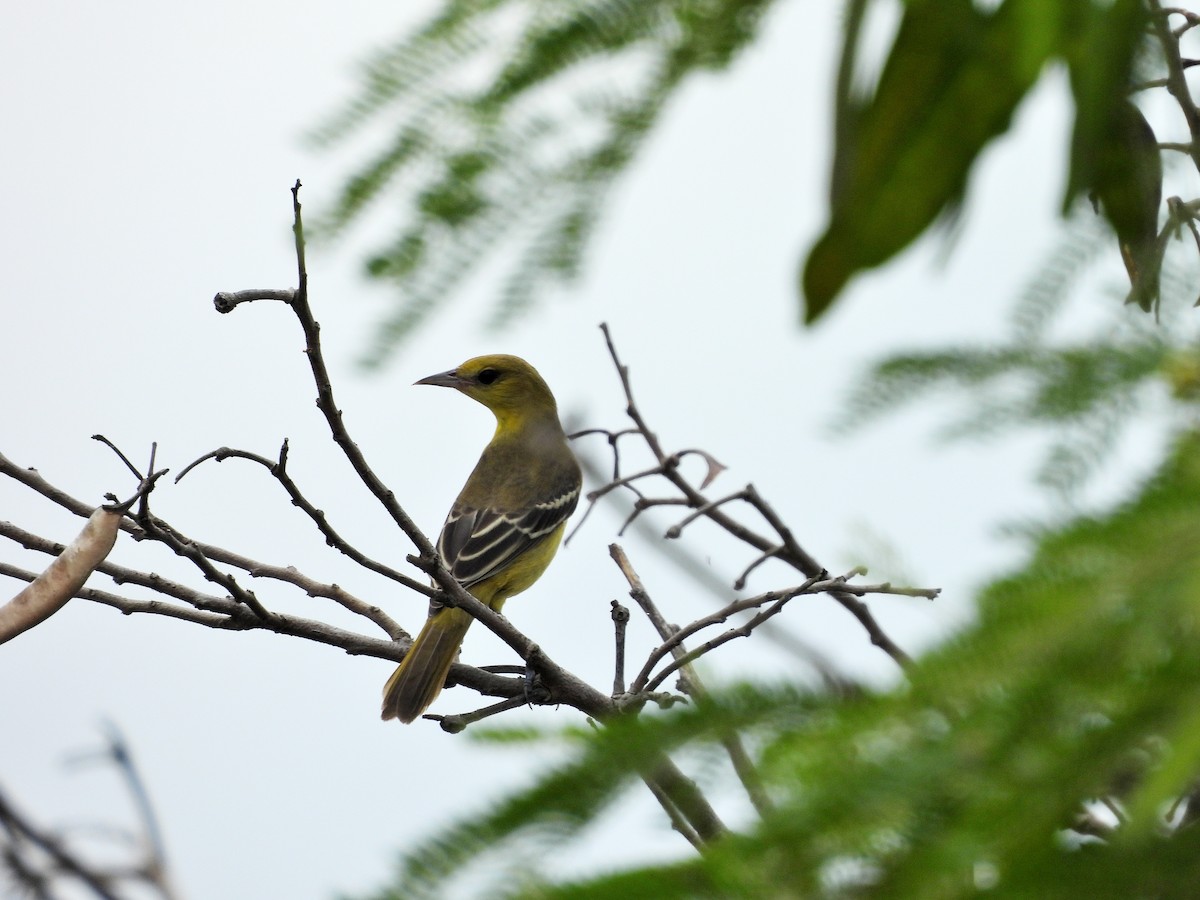 Orchard Oriole - ML642557985