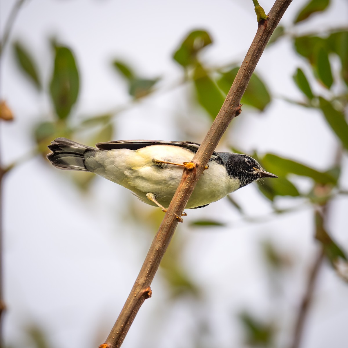 Black-throated Blue Warbler - ML642557987