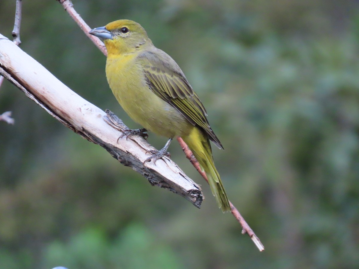 Hepatic Tanager - ML642557993