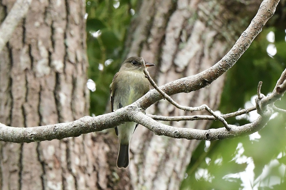 Eastern Wood-Pewee - ML642557995