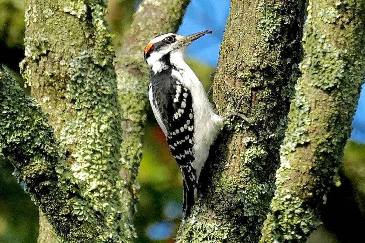 Hairy Woodpecker - ML642558001
