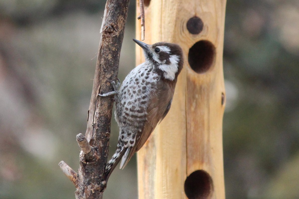 Arizona Woodpecker - ML642558005