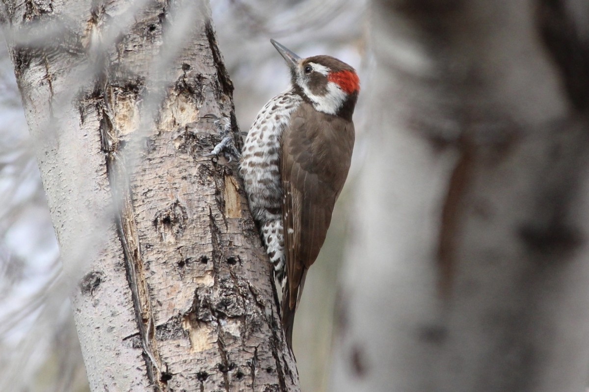 Arizona Woodpecker - ML642558006
