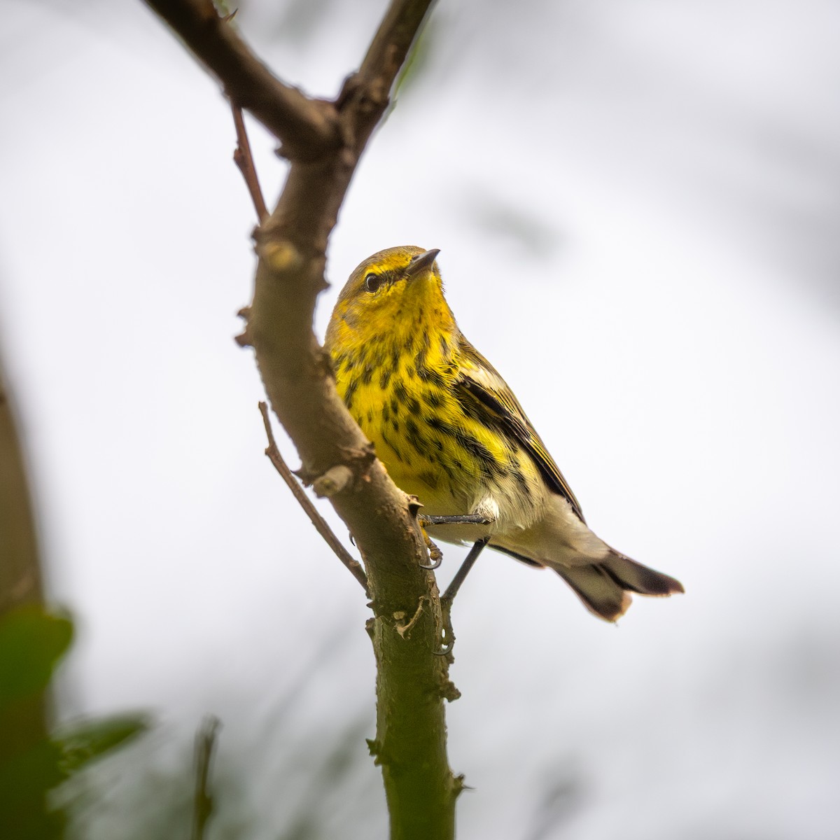 Cape May Warbler - ML642558008