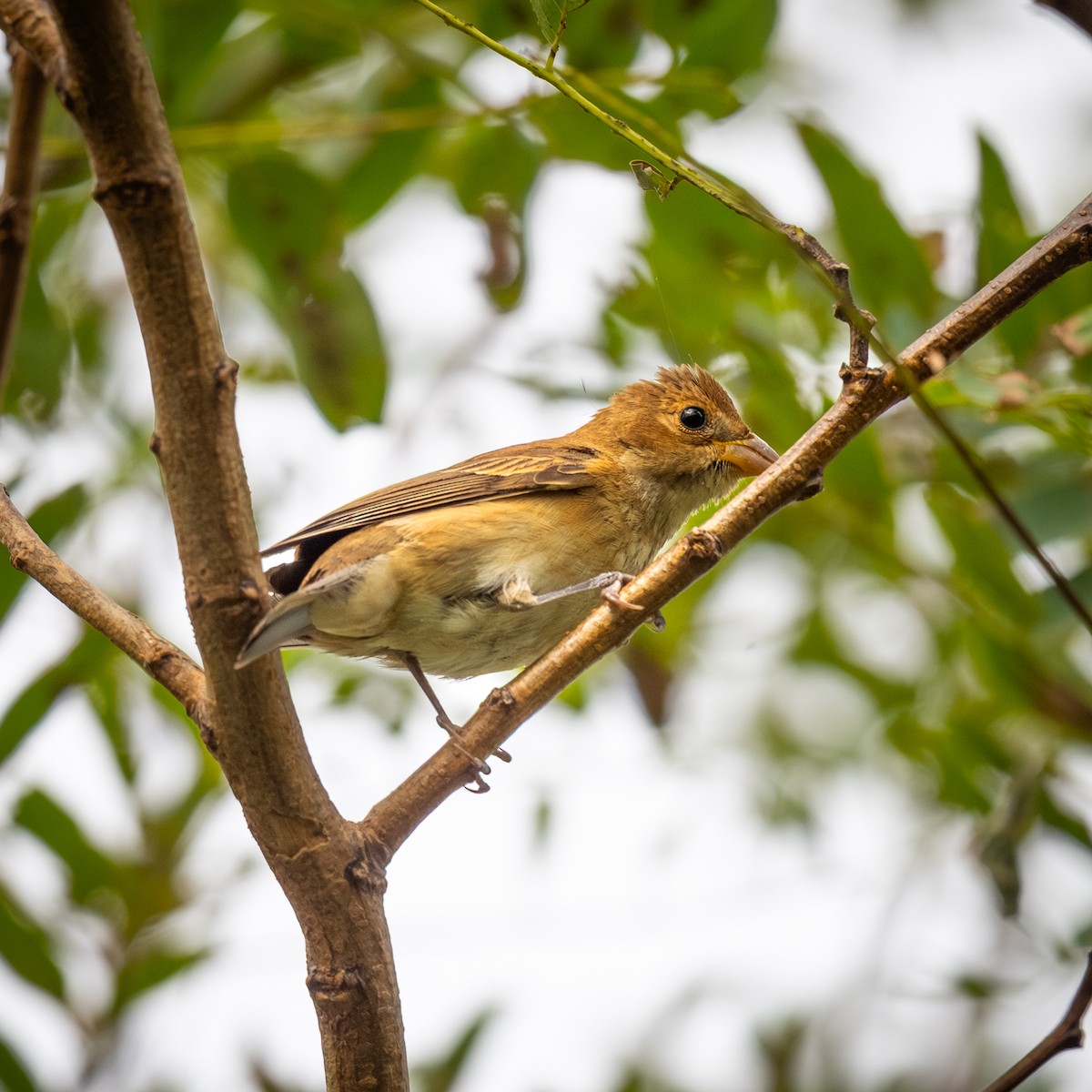 Indigo Bunting - ML642558036
