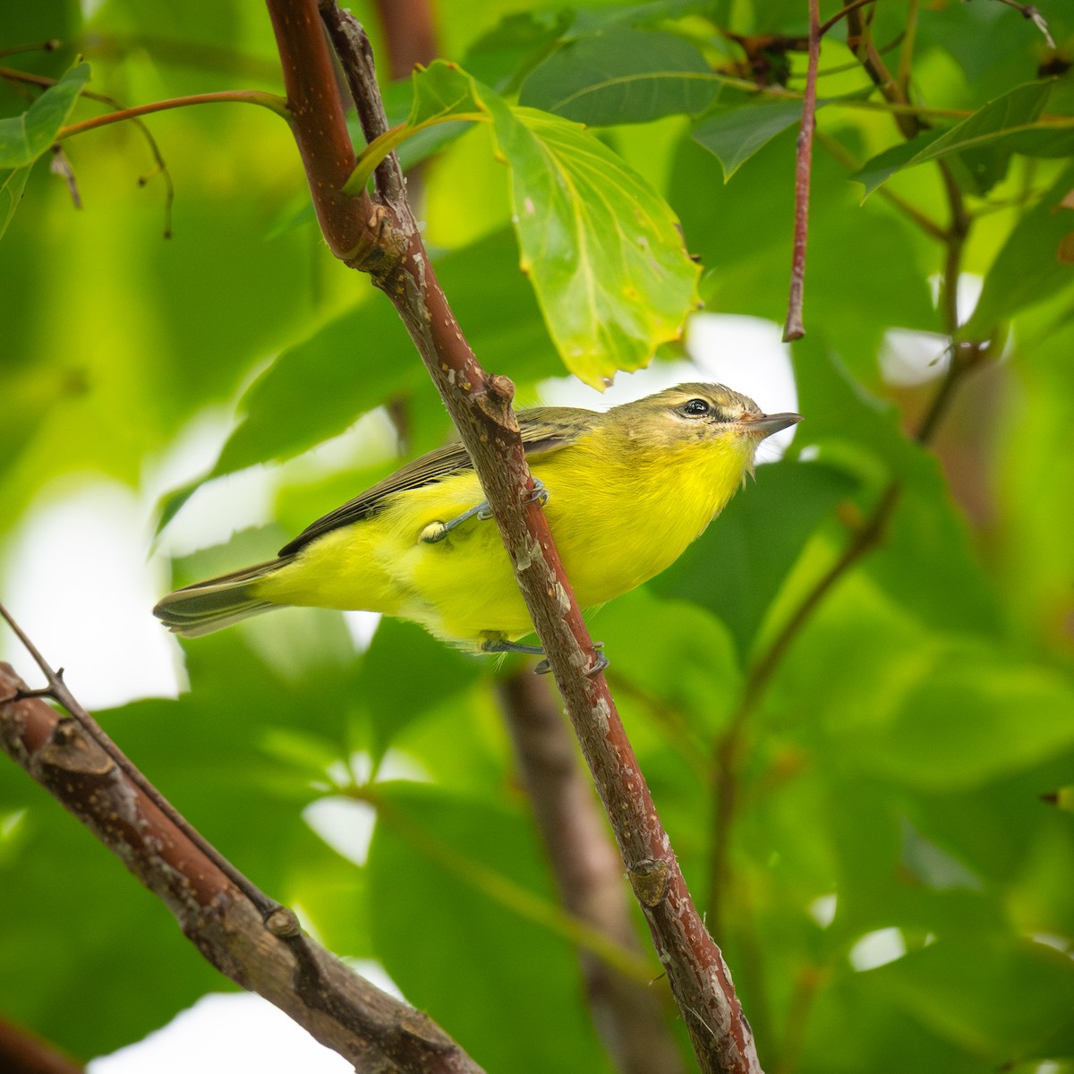 Philadelphia Vireo - ML642558059