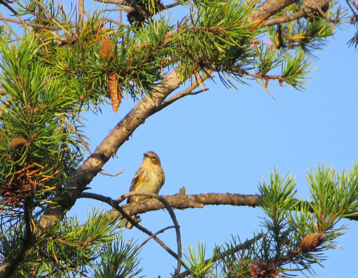 Yellow-rumped Warbler - ML642558069
