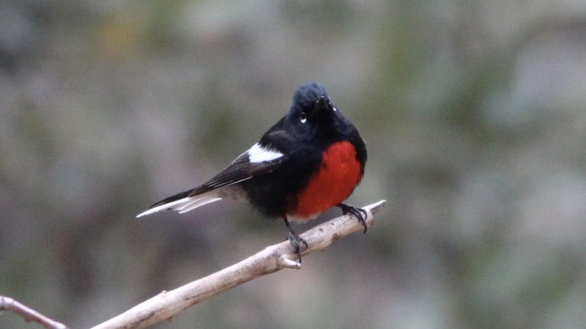 Painted Redstart - ML642558079