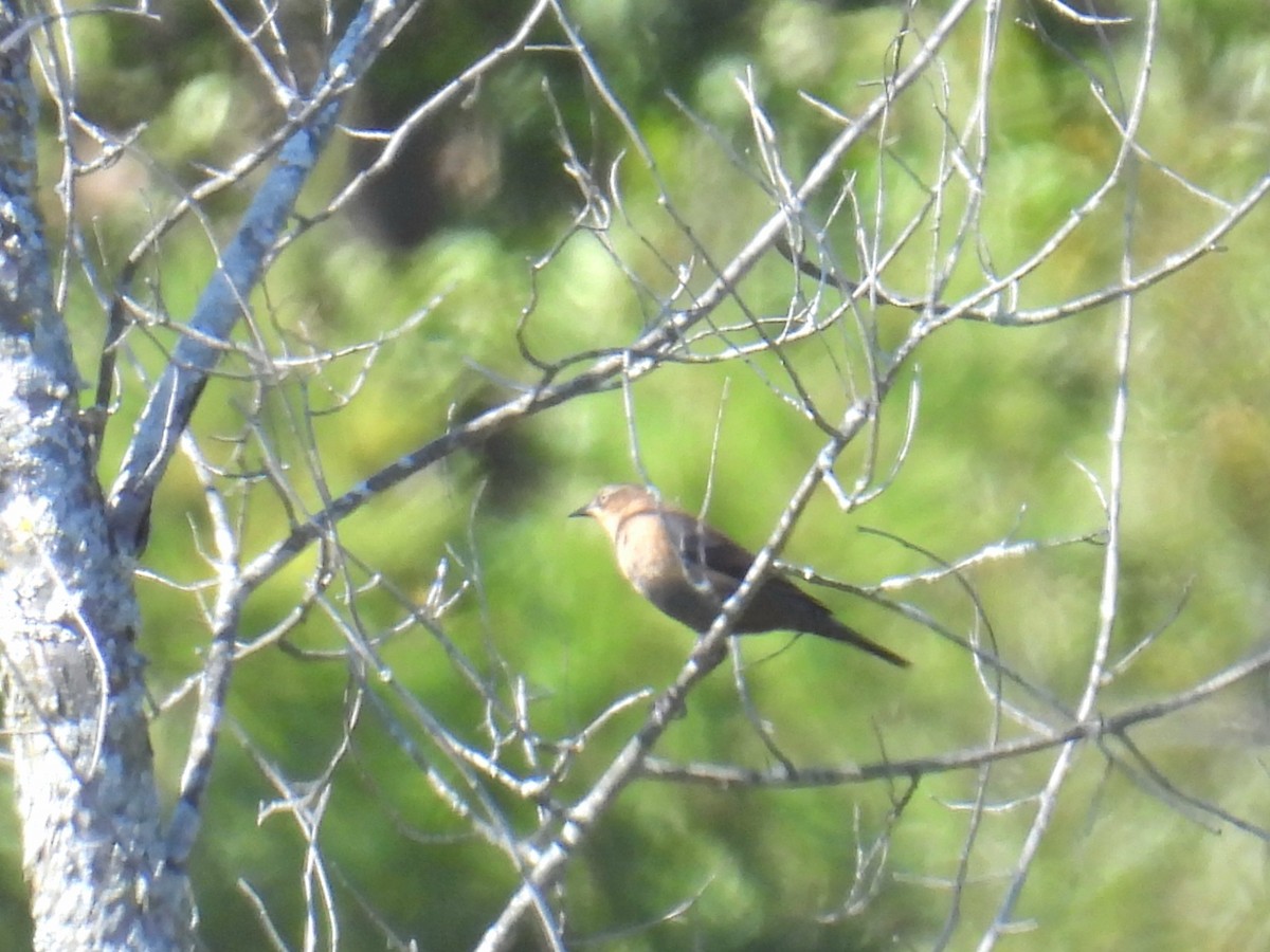 Rusty Blackbird - Joan K