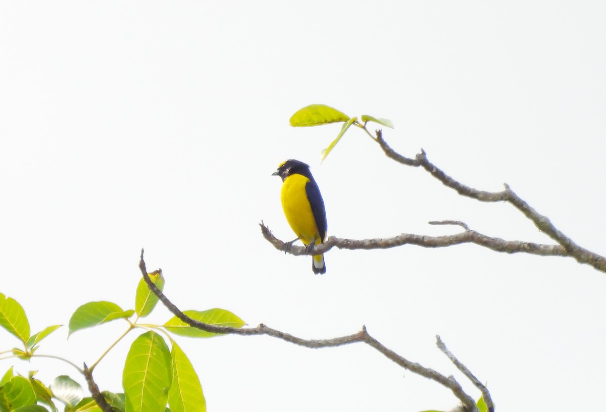 Scrub Euphonia - ML642558118