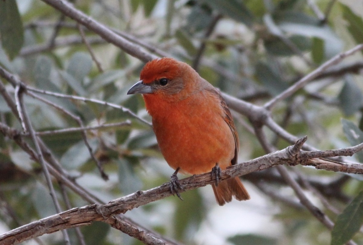 Hepatic Tanager - ML642558125