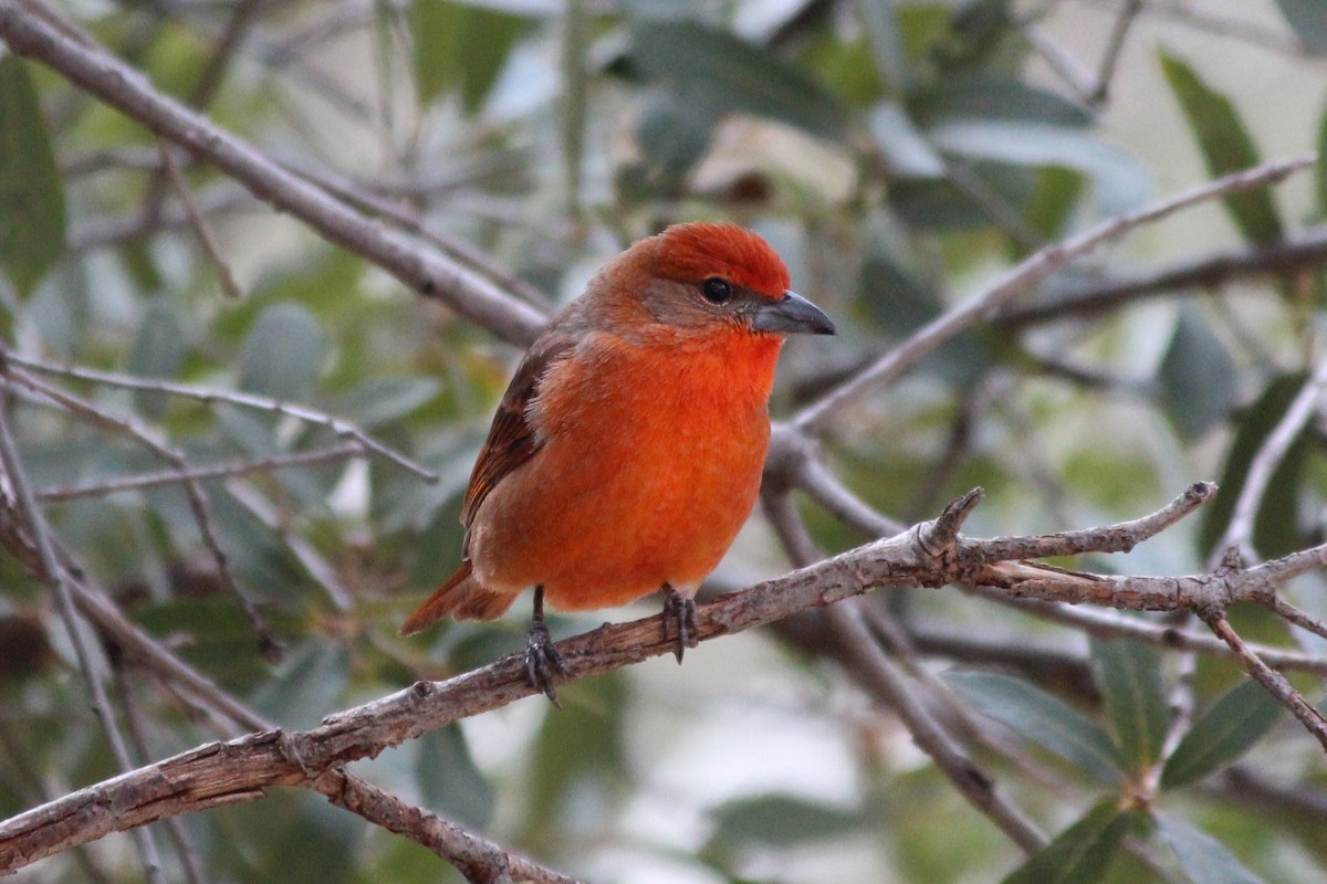 Hepatic Tanager - ML642558126