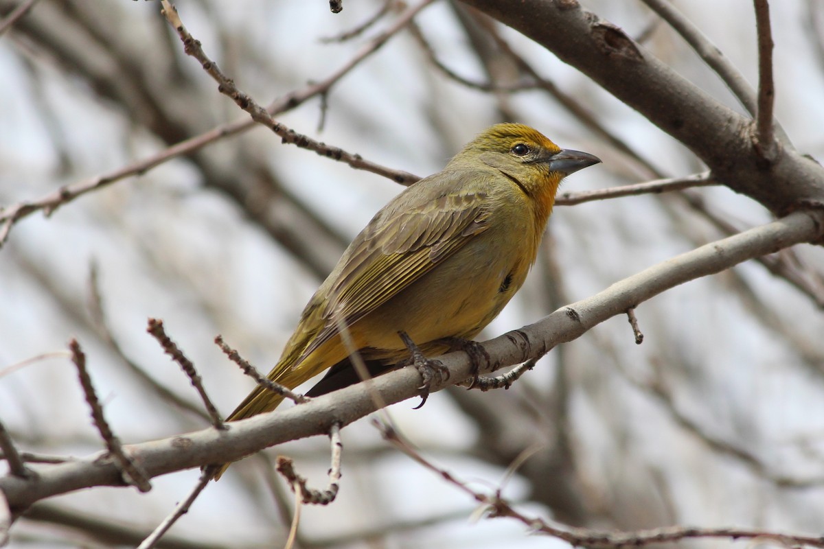 Hepatic Tanager - ML642558127