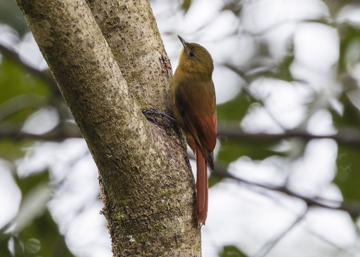 Olivaceous Woodcreeper - ML642558174