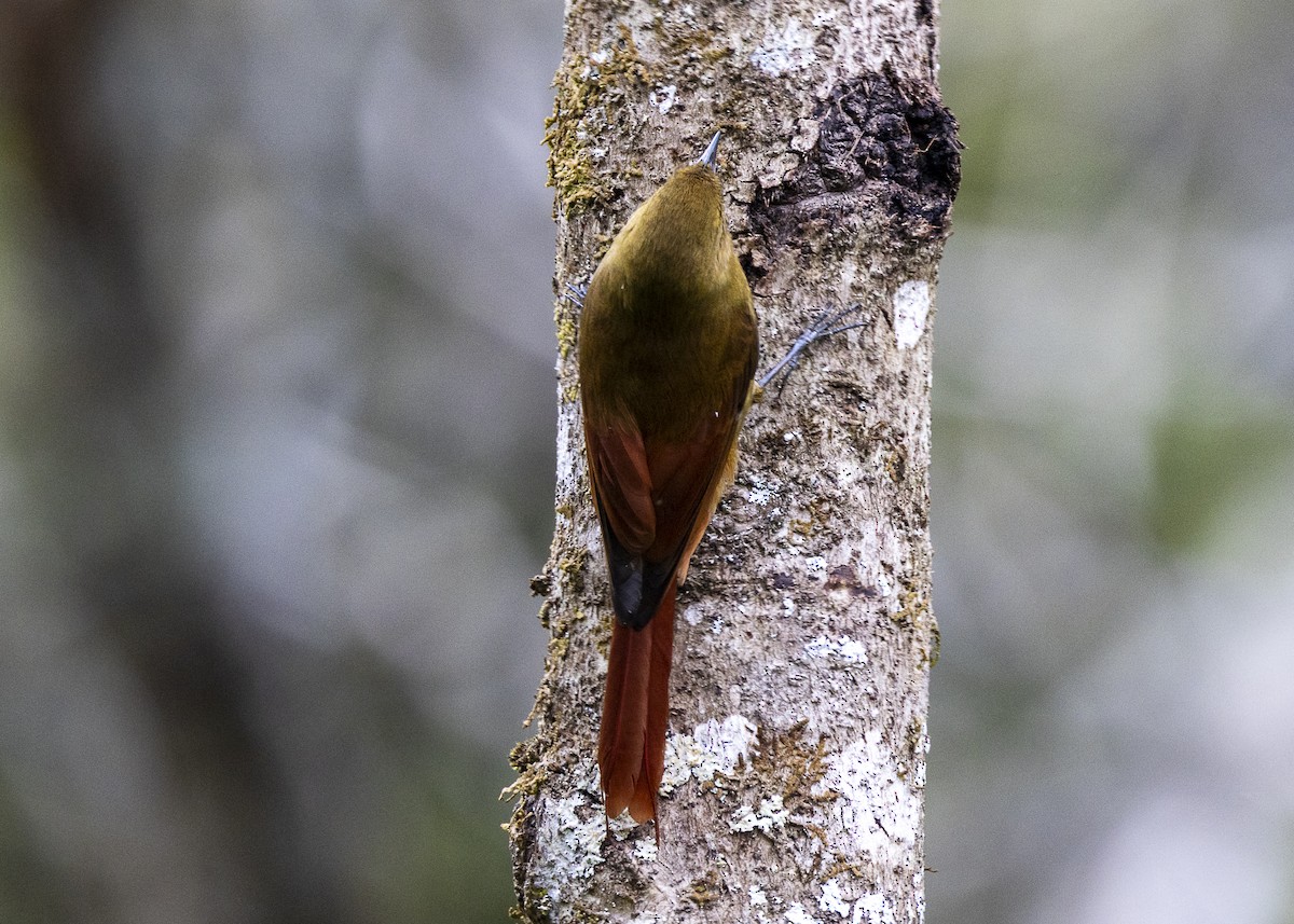 Olivaceous Woodcreeper - ML642558175