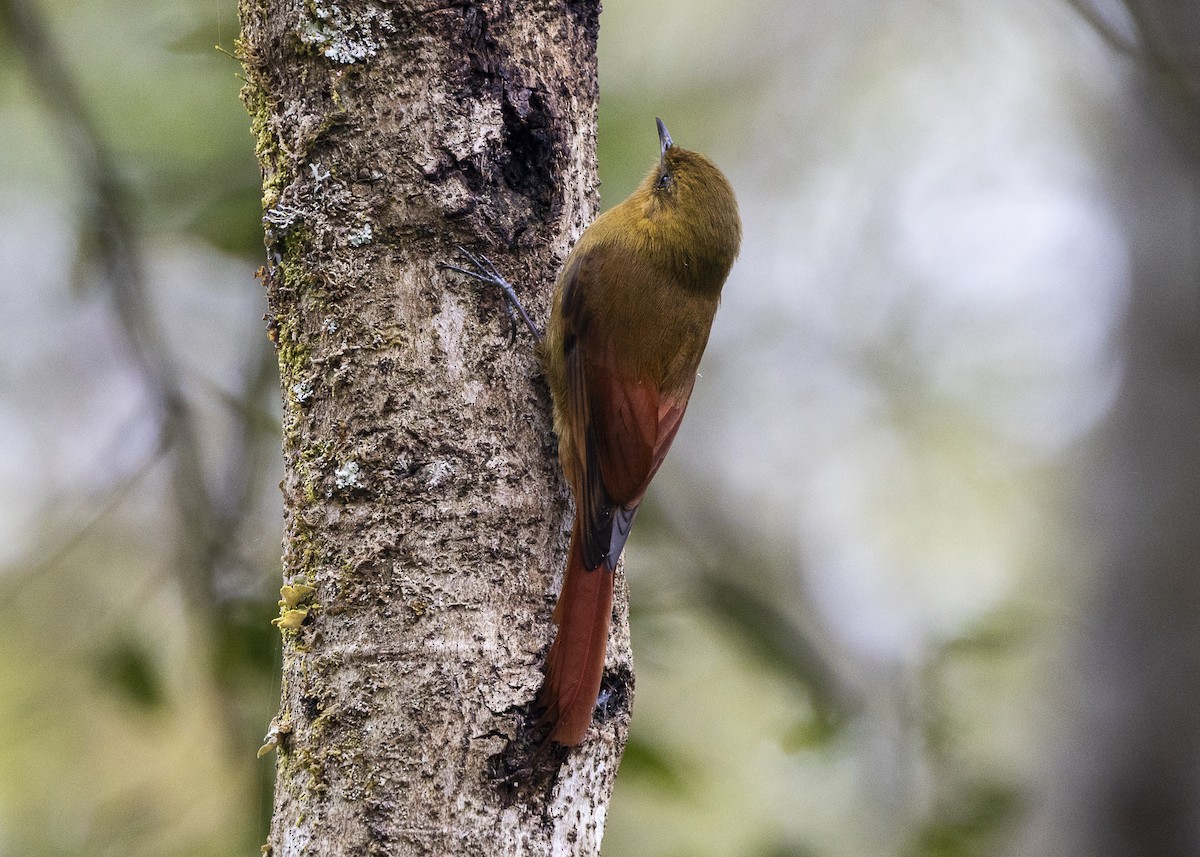 Olivaceous Woodcreeper - ML642558176