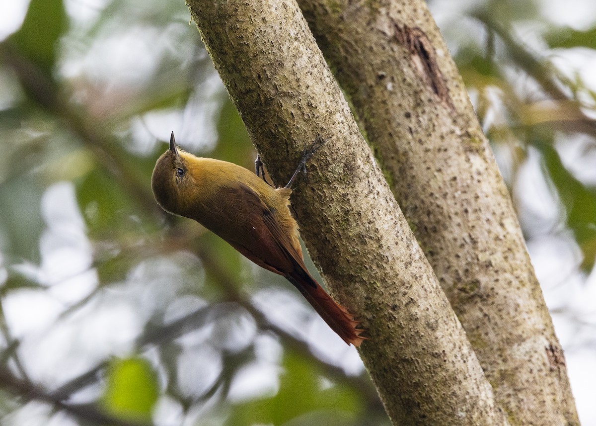 Olivaceous Woodcreeper - ML642558178