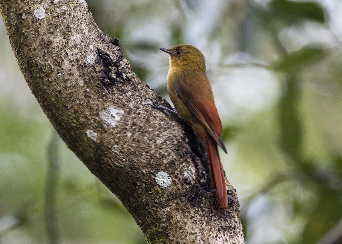 Olivaceous Woodcreeper - ML642558179