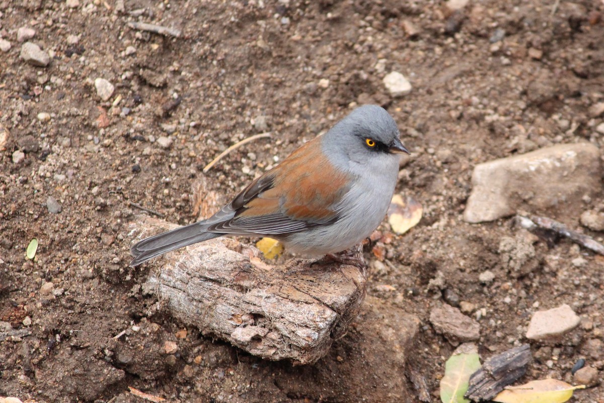 Yellow-eyed Junco - ML642558188