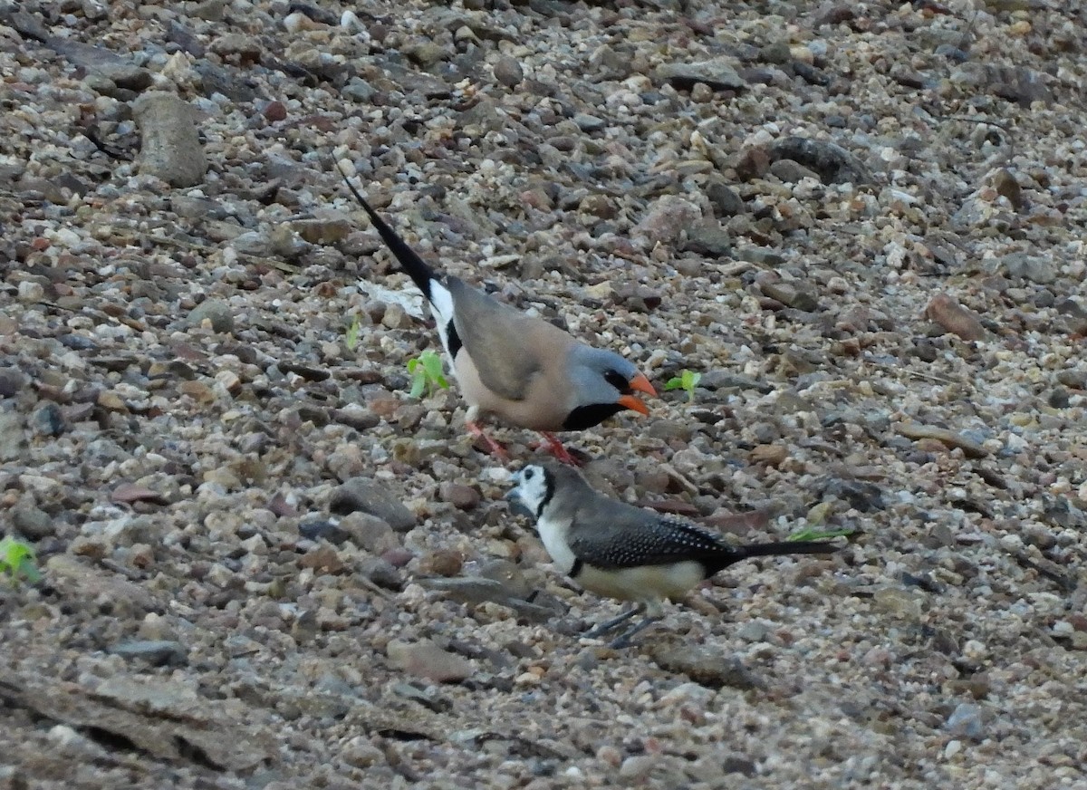 オナガキンセイチョウ - ML642558223