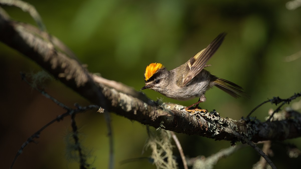 Golden-crowned Kinglet - ML642558291
