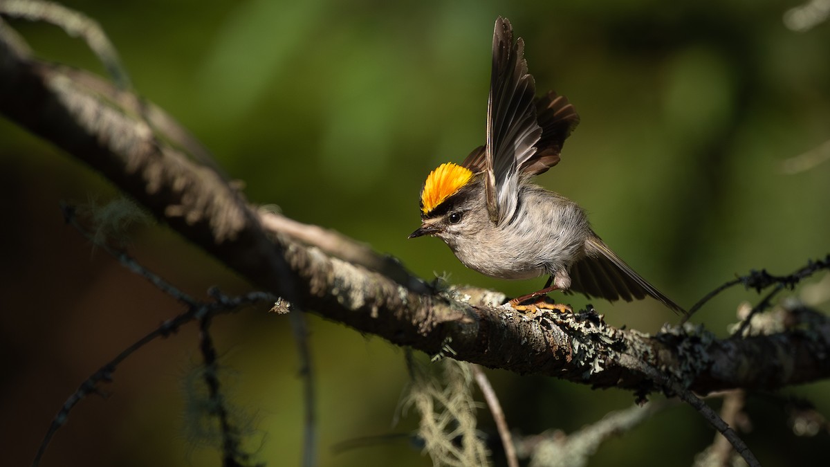 Golden-crowned Kinglet - ML642558292
