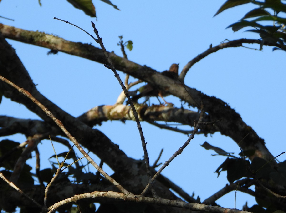 Black-hooded Thrush - ML642558399
