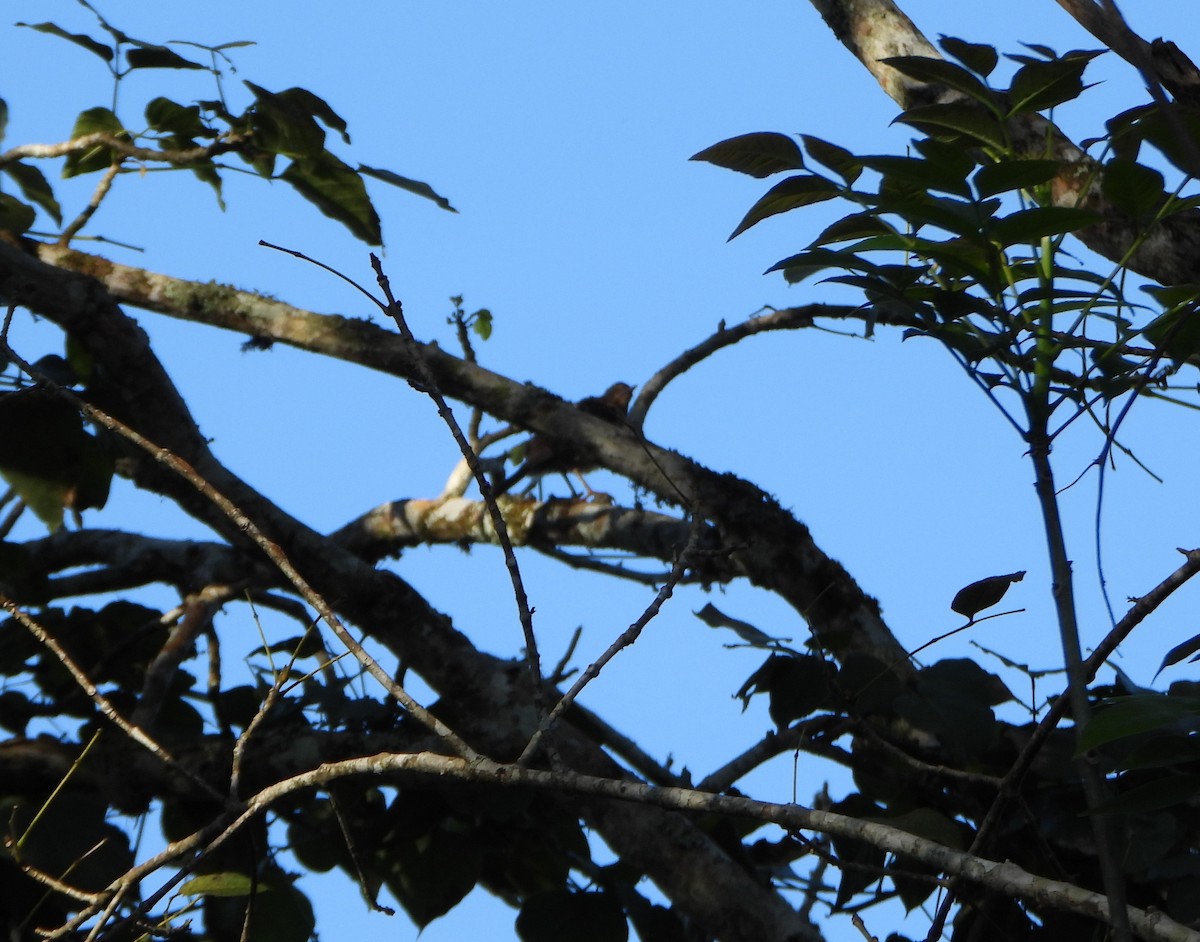 Black-hooded Thrush - ML642558400