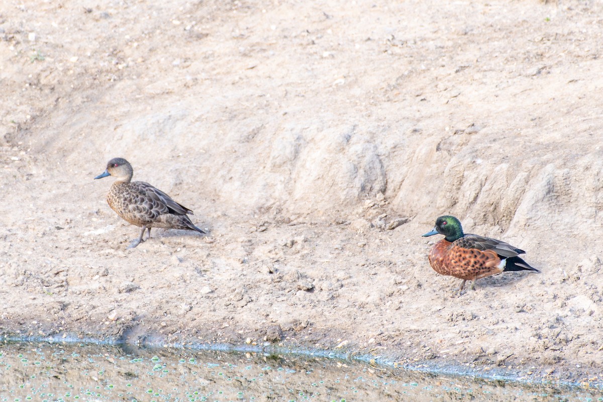 Chestnut Teal - ML642558404