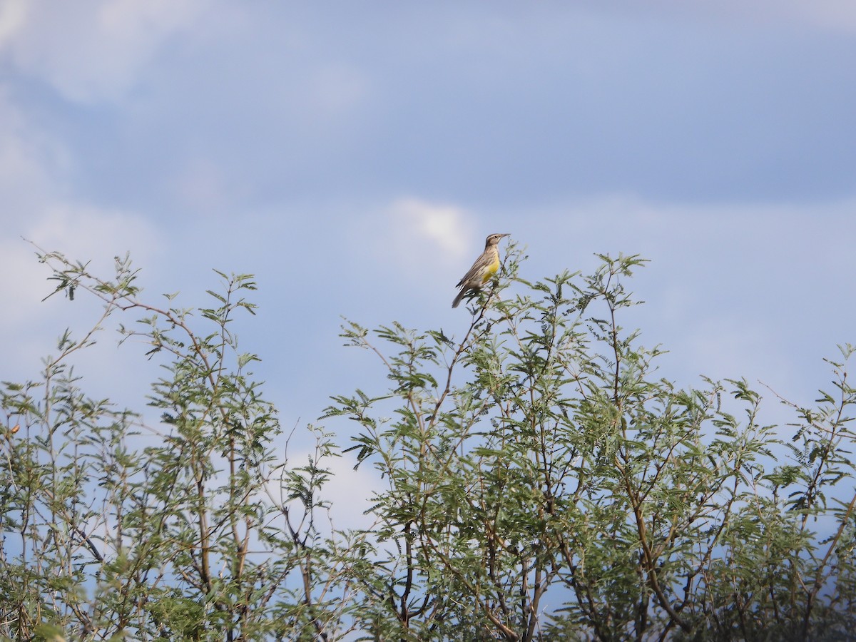 Chihuahuan Meadowlark - ML642558427
