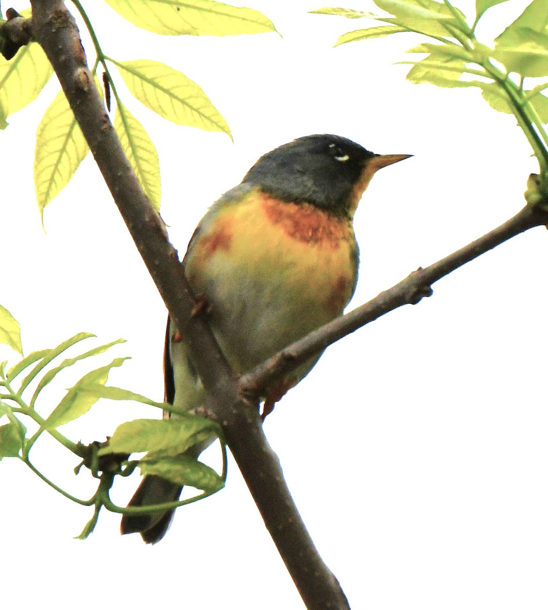 Northern Parula - ML642558438