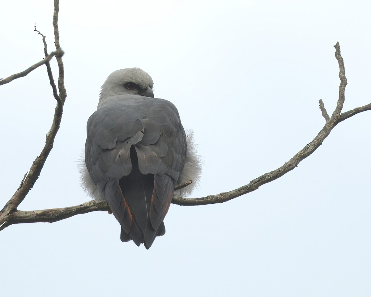 Plumbeous Kite - ML642558473