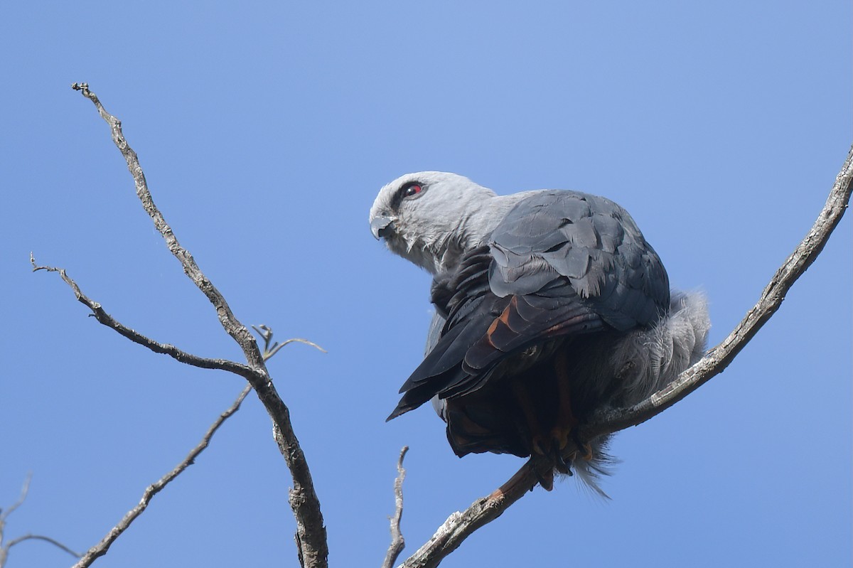 Plumbeous Kite - ML642558474