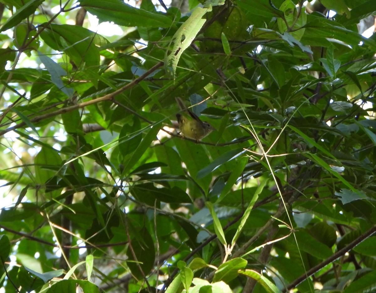 Three-striped Warbler - ML642558498